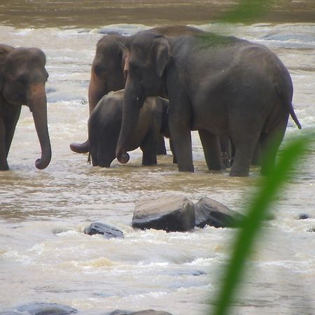 Ma Oya Retreat Pinnawala Pinnawala (Kegalle) Ngoại thất bức ảnh