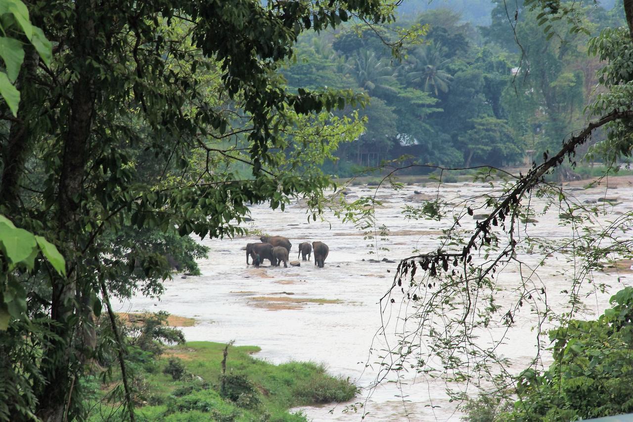 Ma Oya Retreat Pinnawala Pinnawala (Kegalle) Ngoại thất bức ảnh
