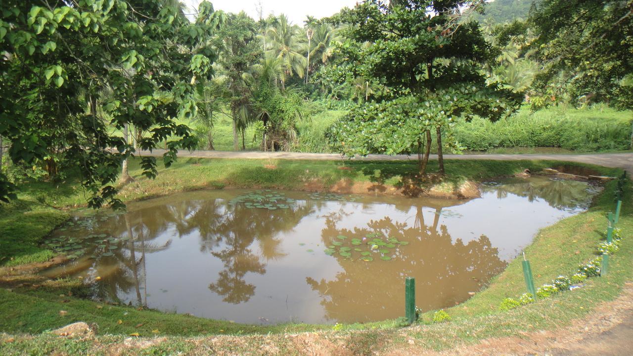Ma Oya Retreat Pinnawala Pinnawala (Kegalle) Ngoại thất bức ảnh